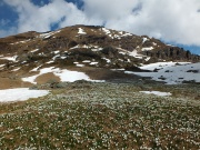 31 Distese di crocus in fiore...
